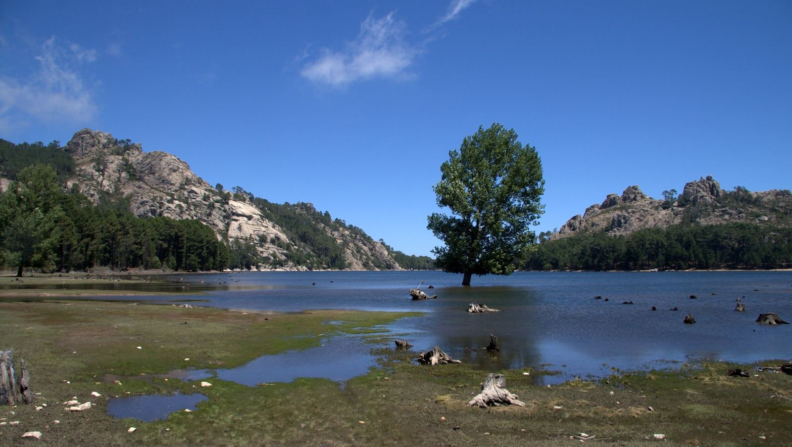 Le lac de l’Ospedale, un arbre isolé et la forêt de pins